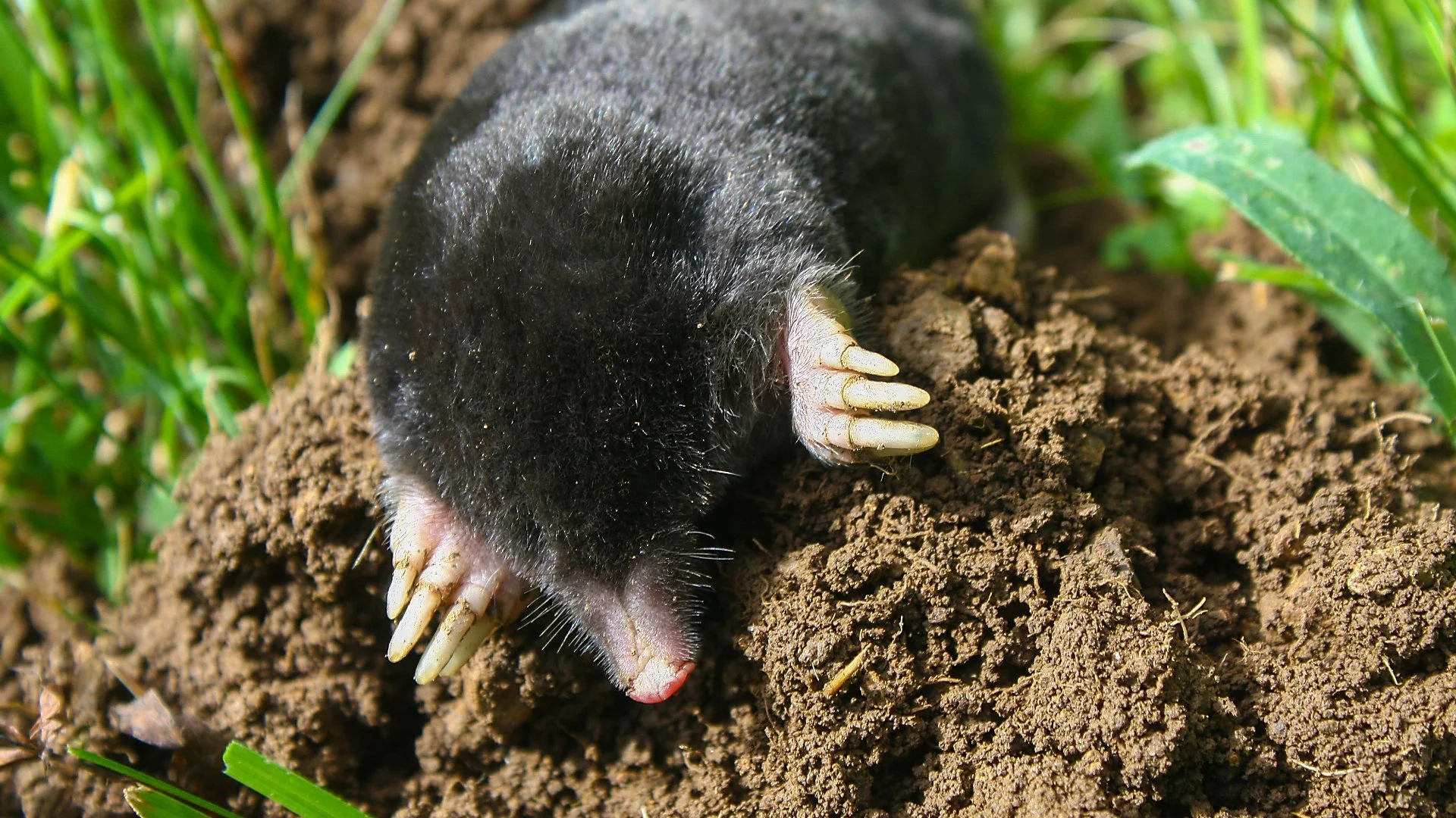 Mole & Vole Control in Texas