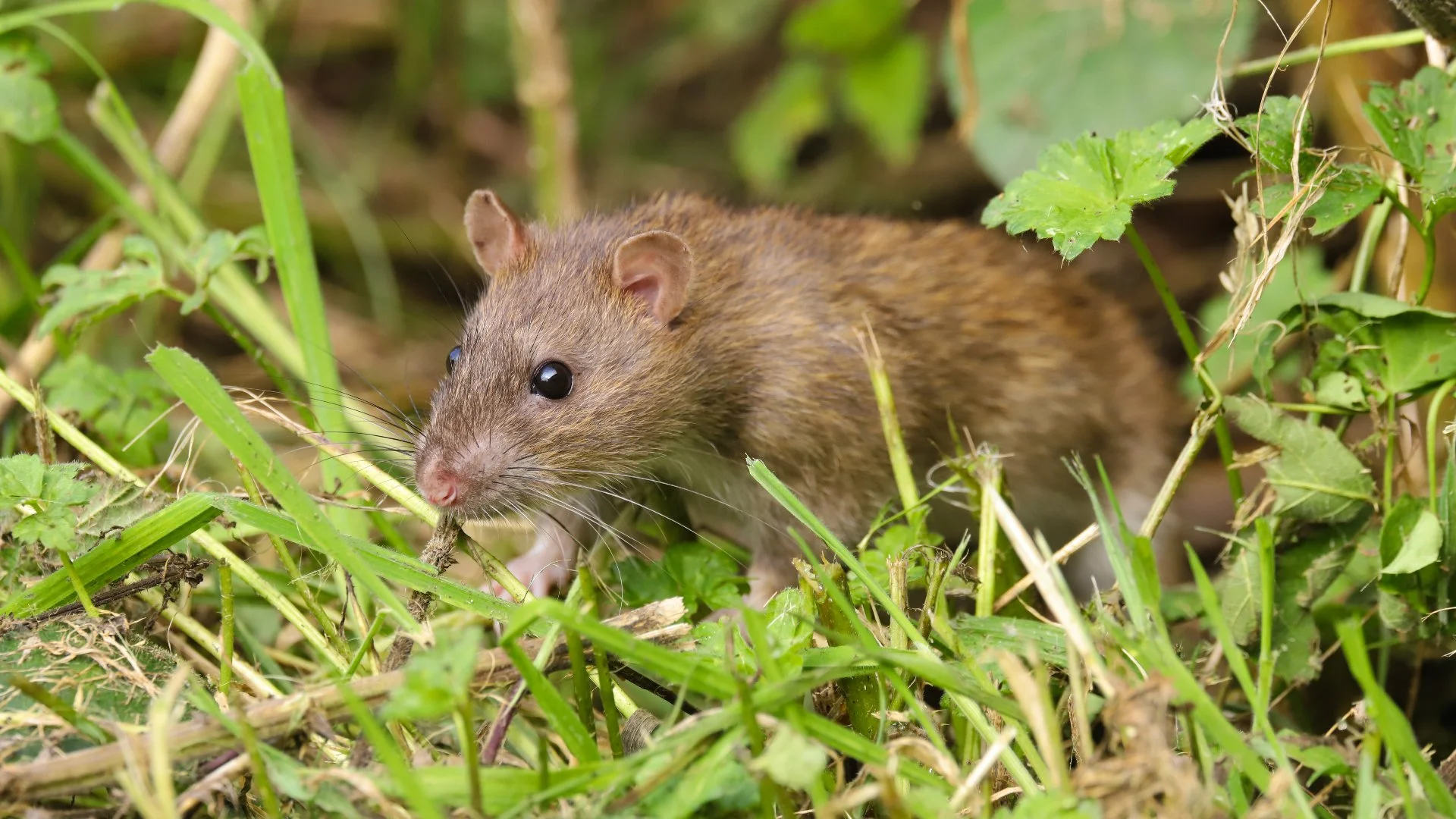 Rodent Control in Texas