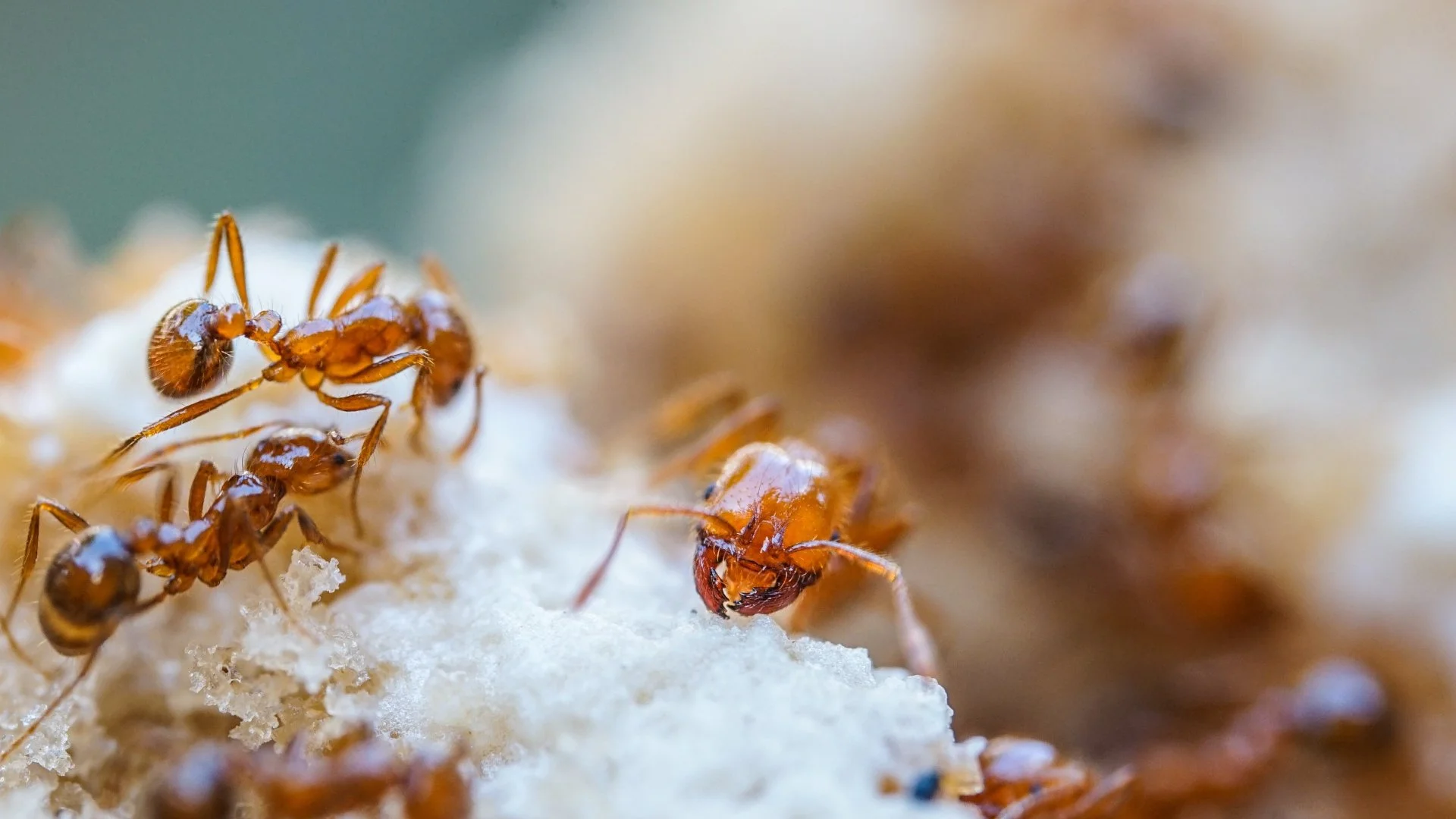 Close-up of fire ants