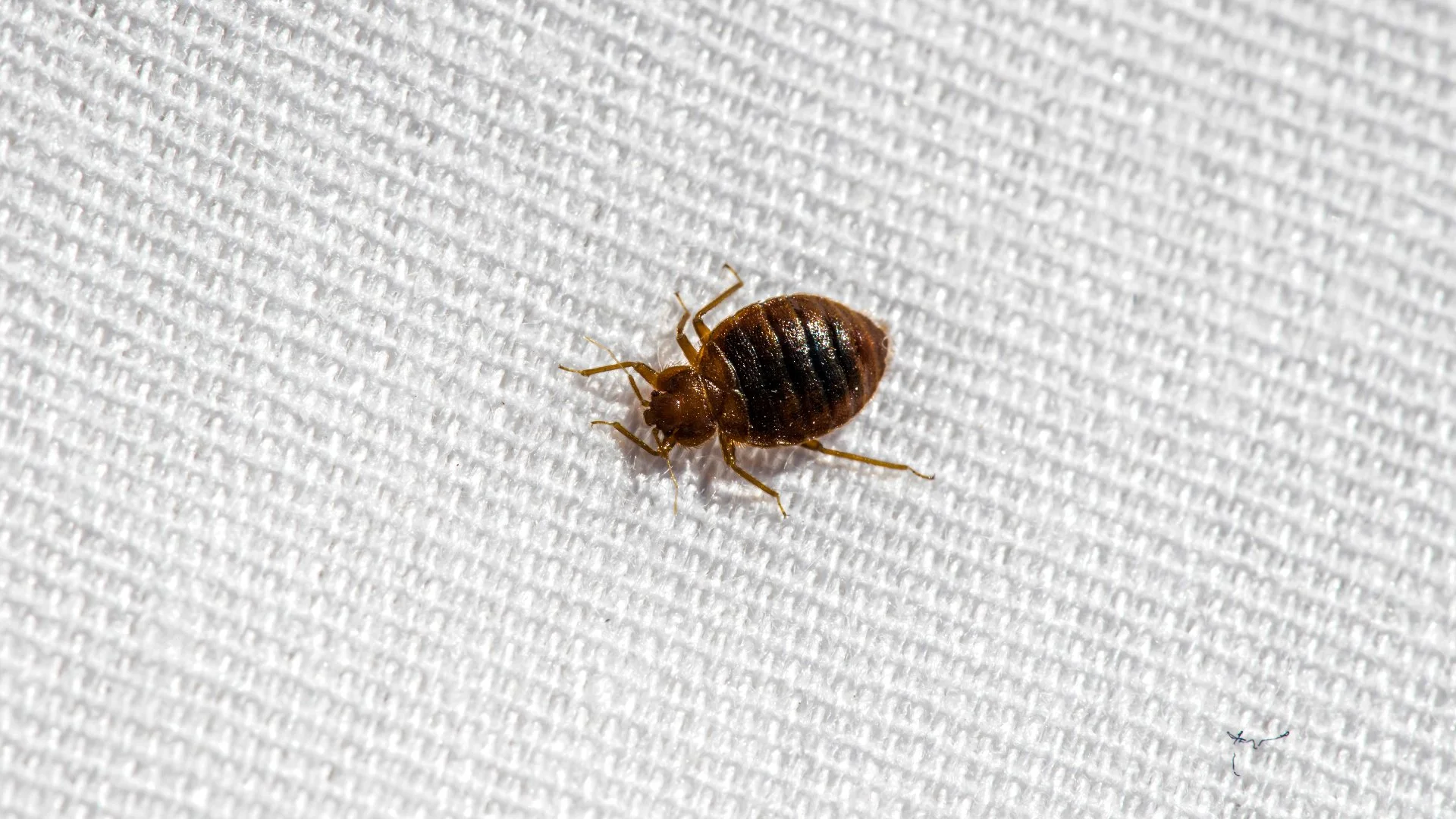 Dallas TX Bed Bug Control | Bed Bug Extermination & Inspections