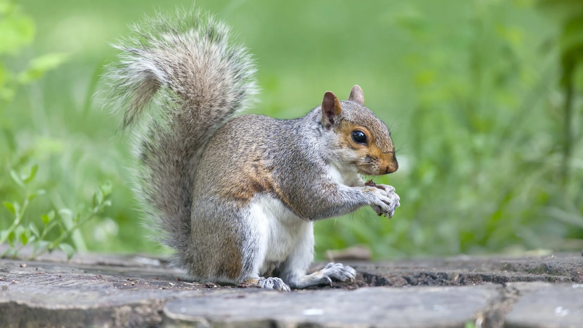 Wildlife Control in Texas