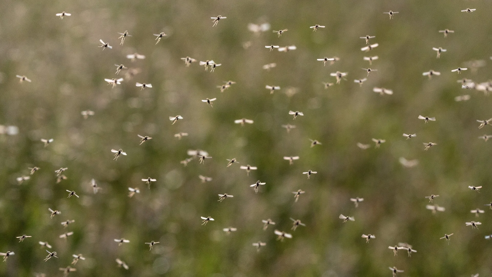 Mosquito Control in Texas