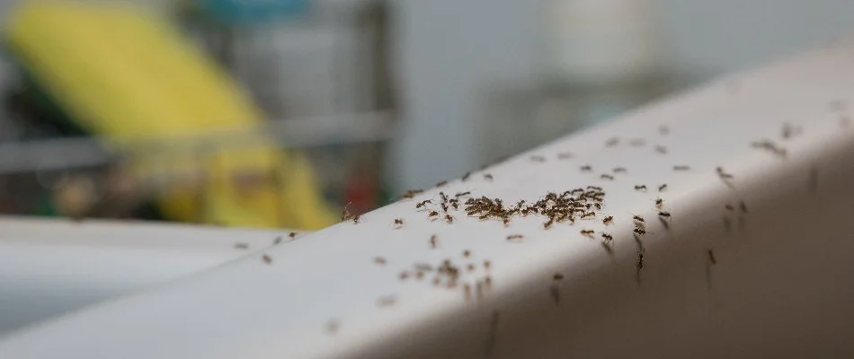 Professional service technician providing treatment