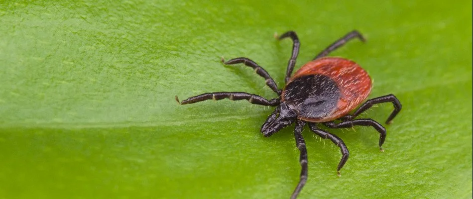 Tick Control services