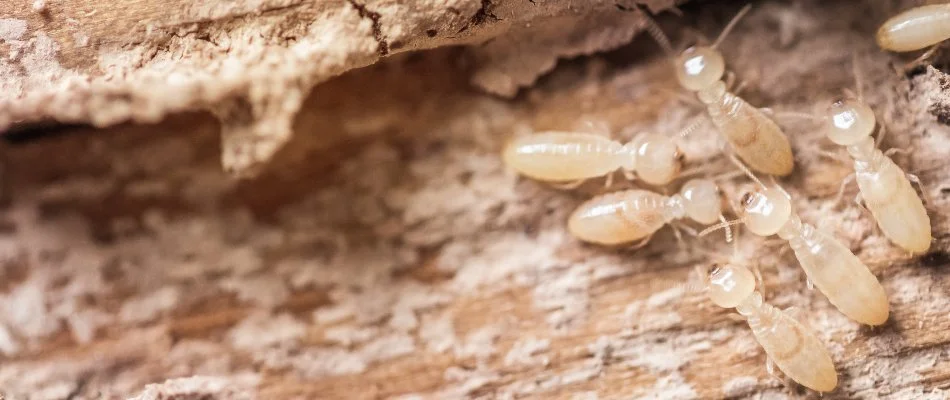 Eco-Friendly Termite Control services