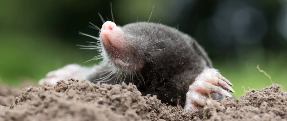 Mole & Vole Control services