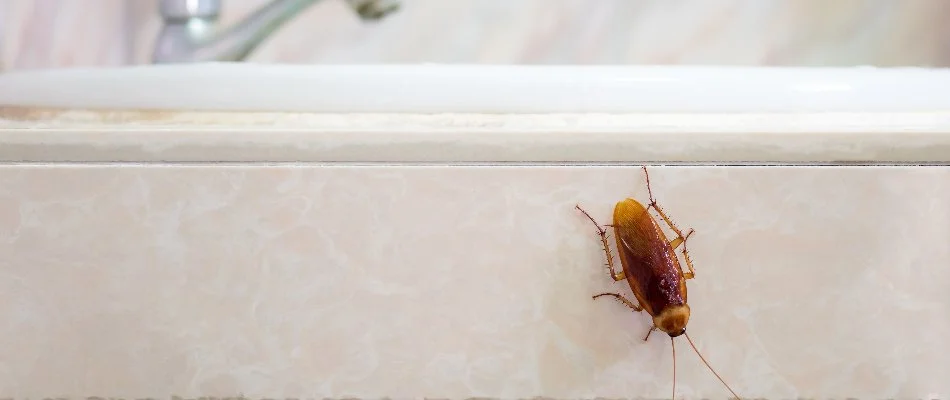 Professional service technician providing treatment