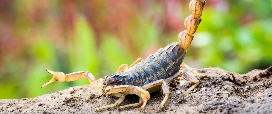 Professional scorpion control in Waco