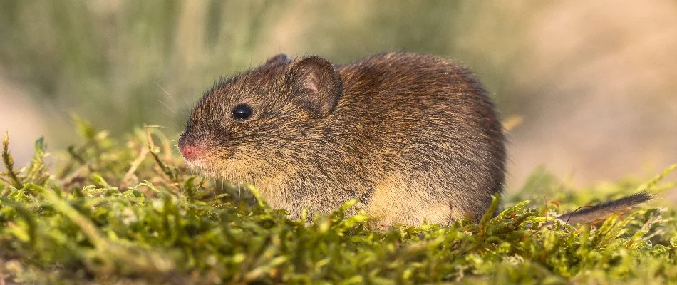 Professional service technician providing treatment