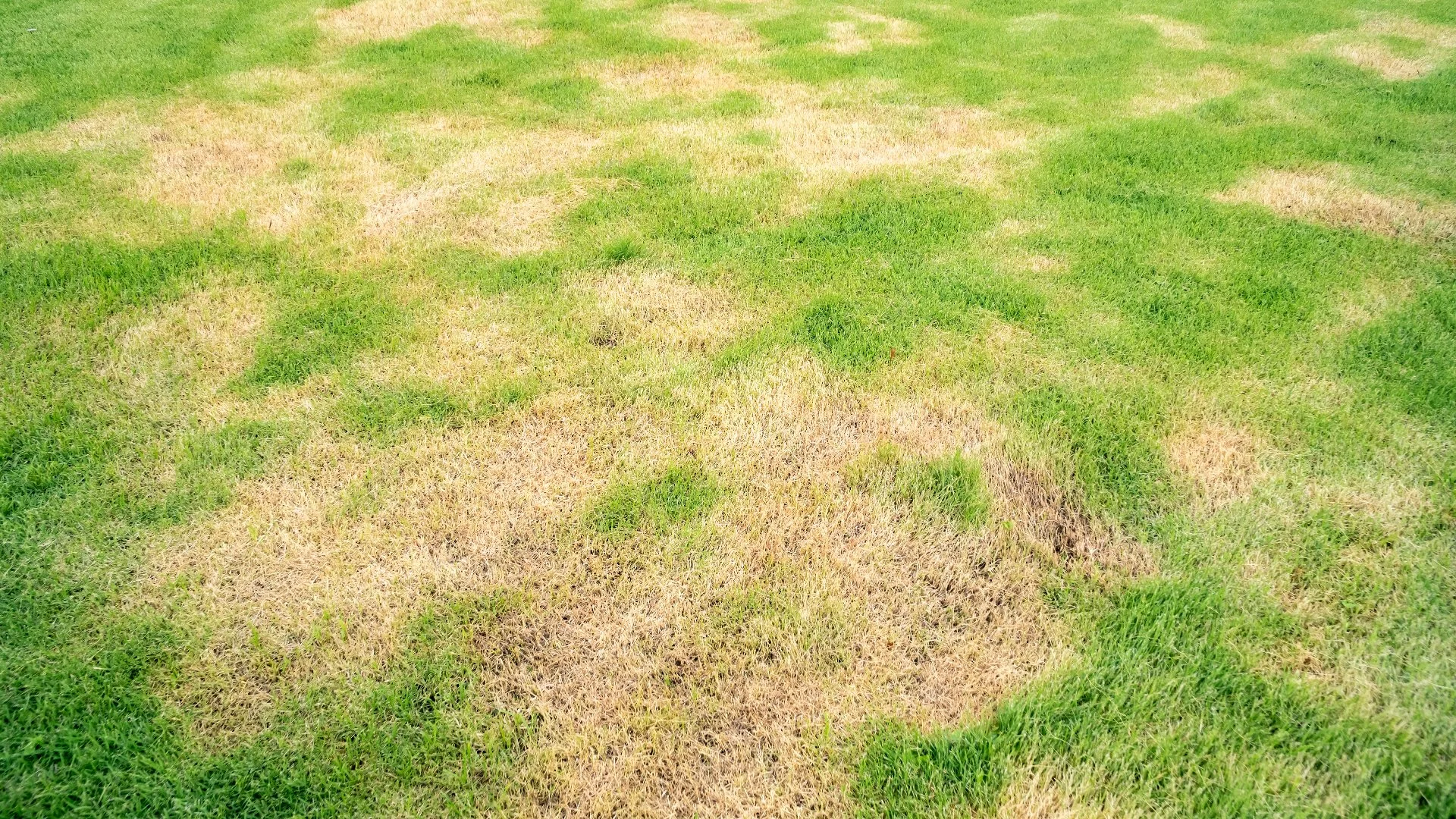 Brown patch lawn disease at a Arlington, TX property.