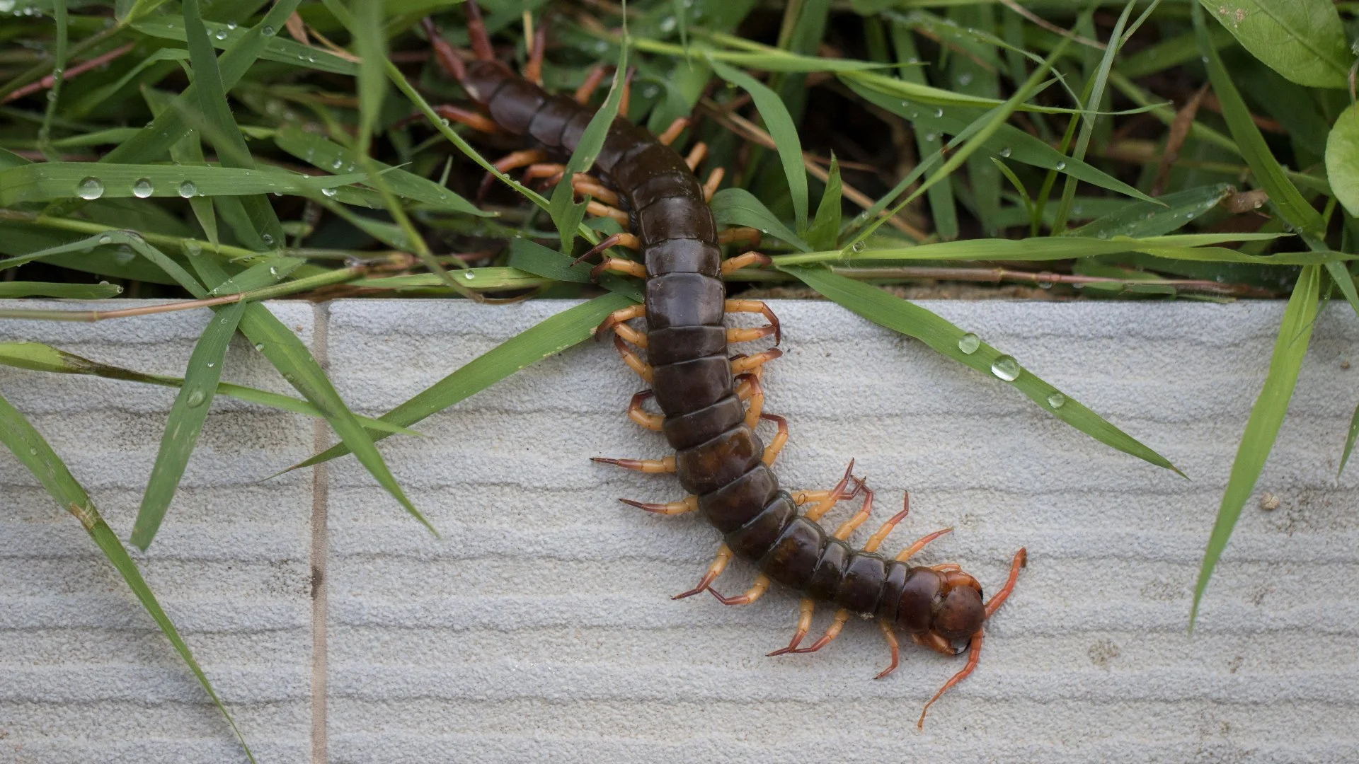 Centipede crawling on a wall.