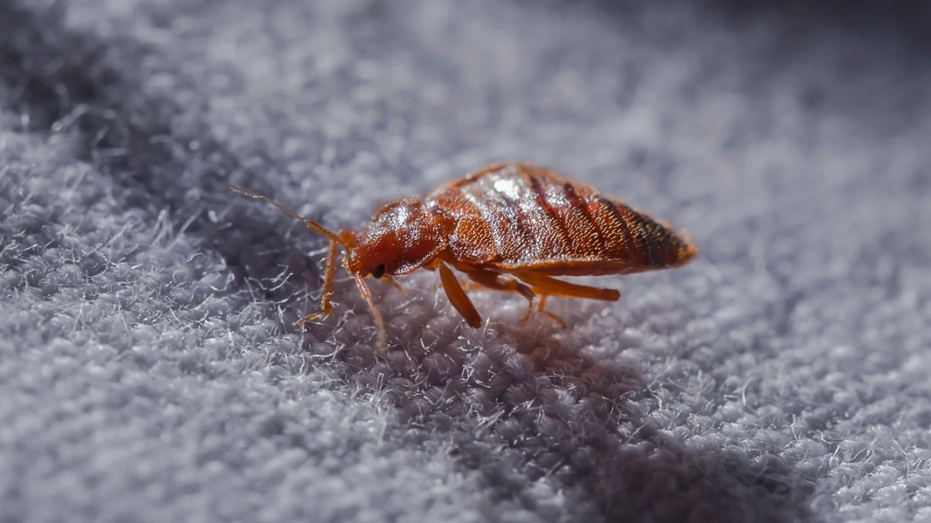 CLose up imagine of a bed bug in Dallas, TX with a healthy green lawn from fertilization services.