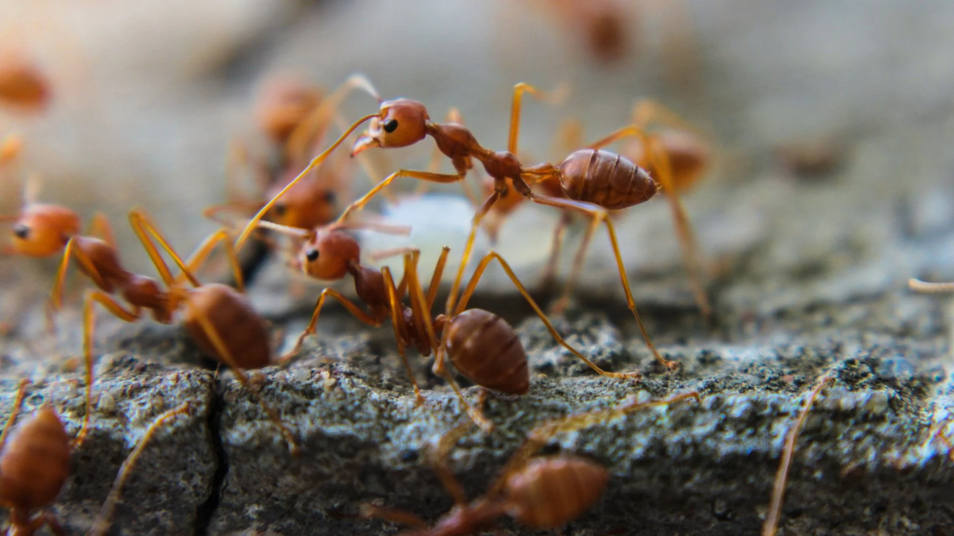 Close up image of a group of fire ants in Dallas, TX.