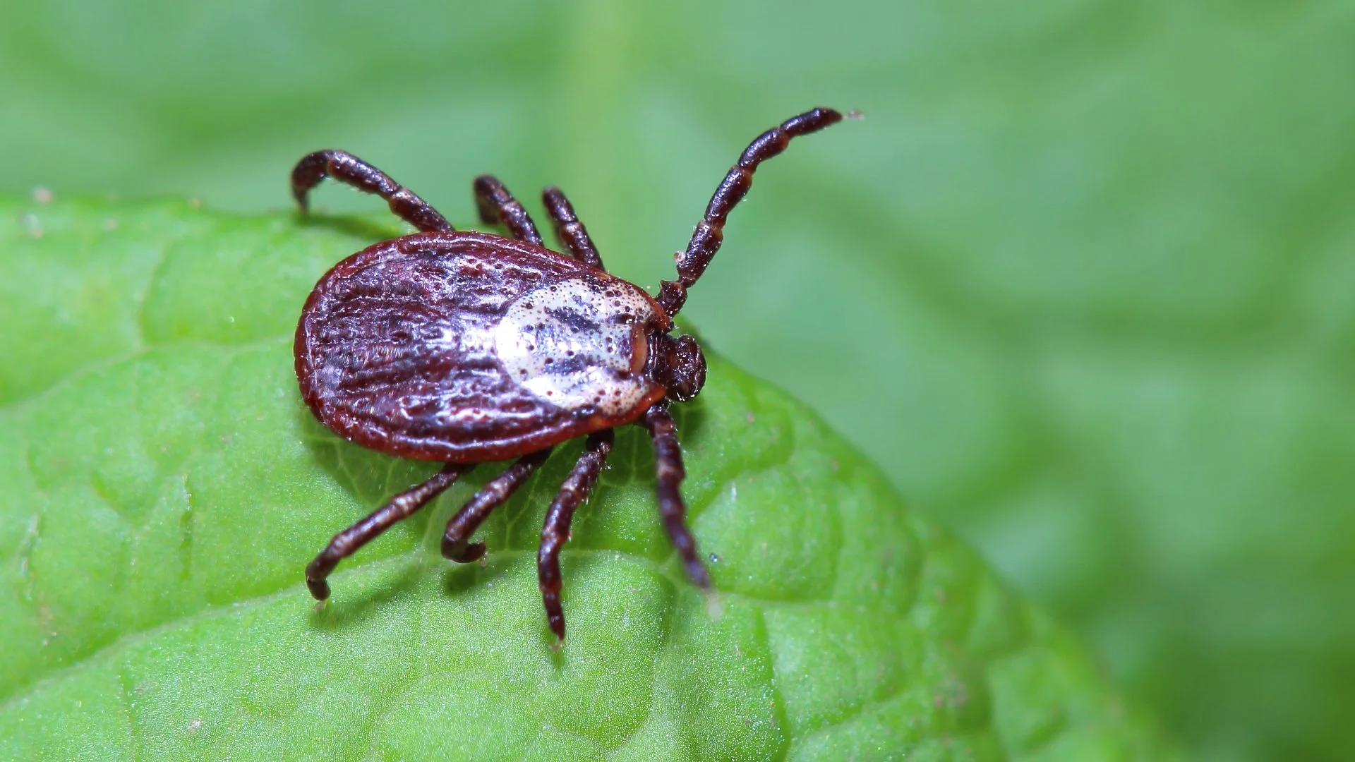 CLose up image of tick on a green leaf in Arlington, TX property.