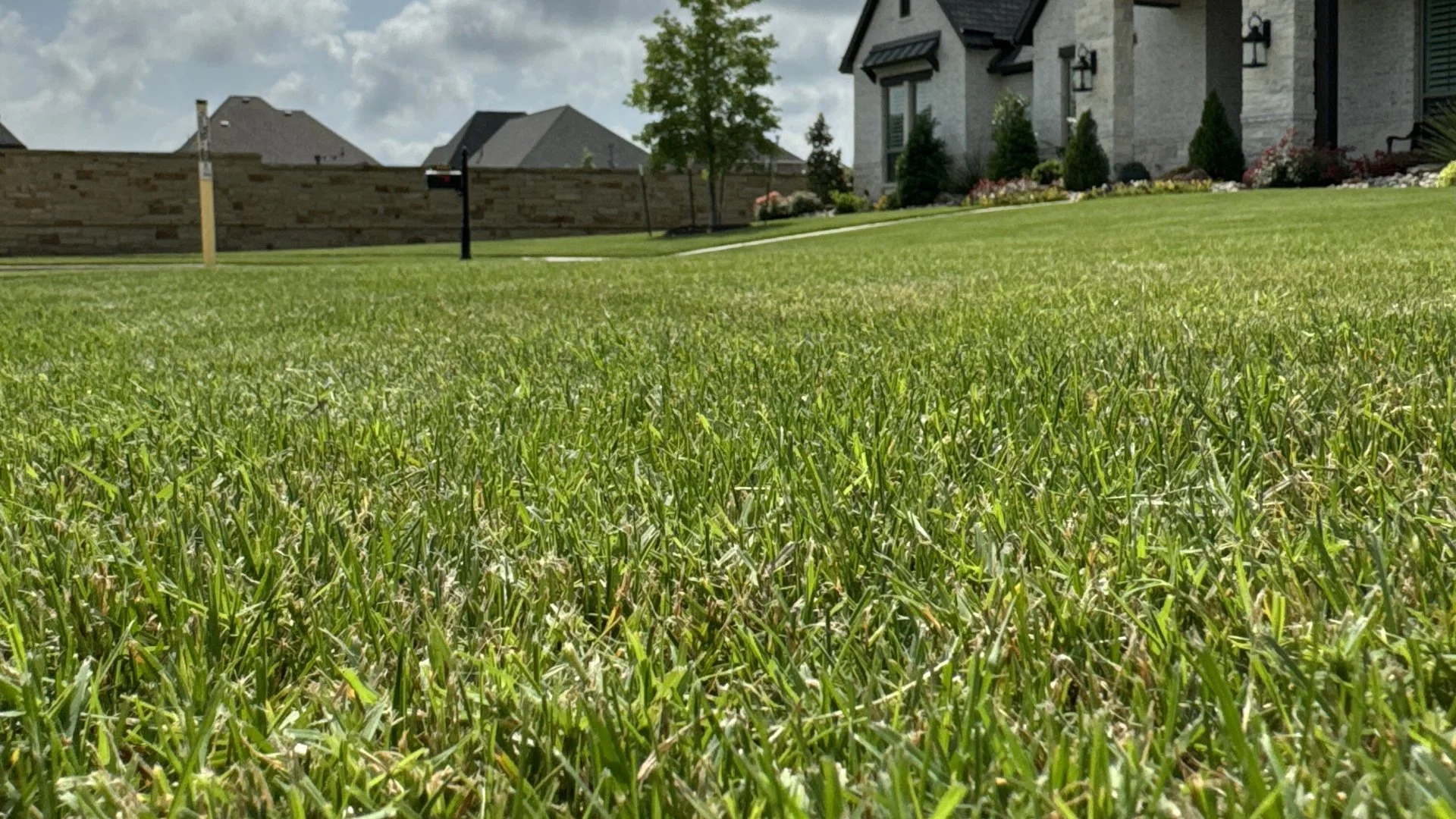 CLose up view of healthy grass in front of a house in Fort Worth, TX.