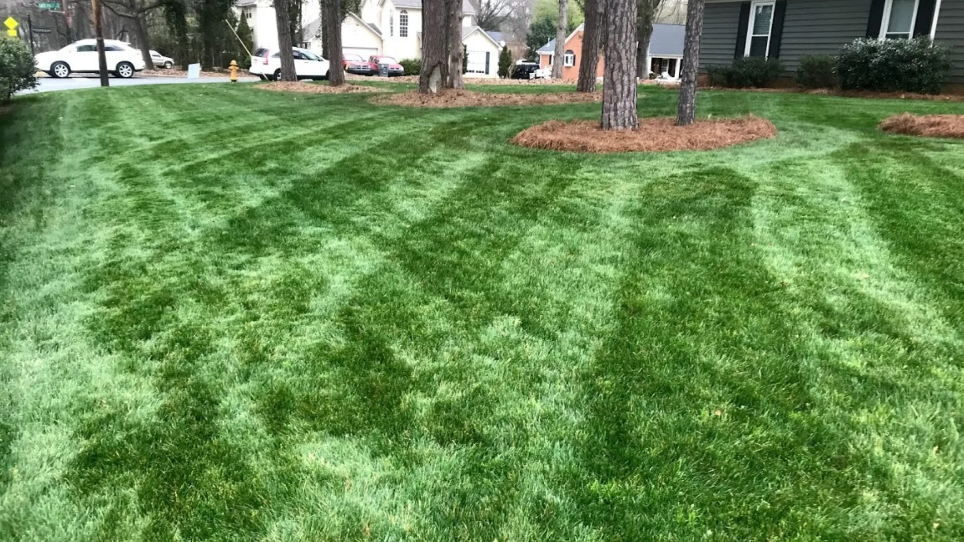 Dark green front lawn in Dallas, TX.