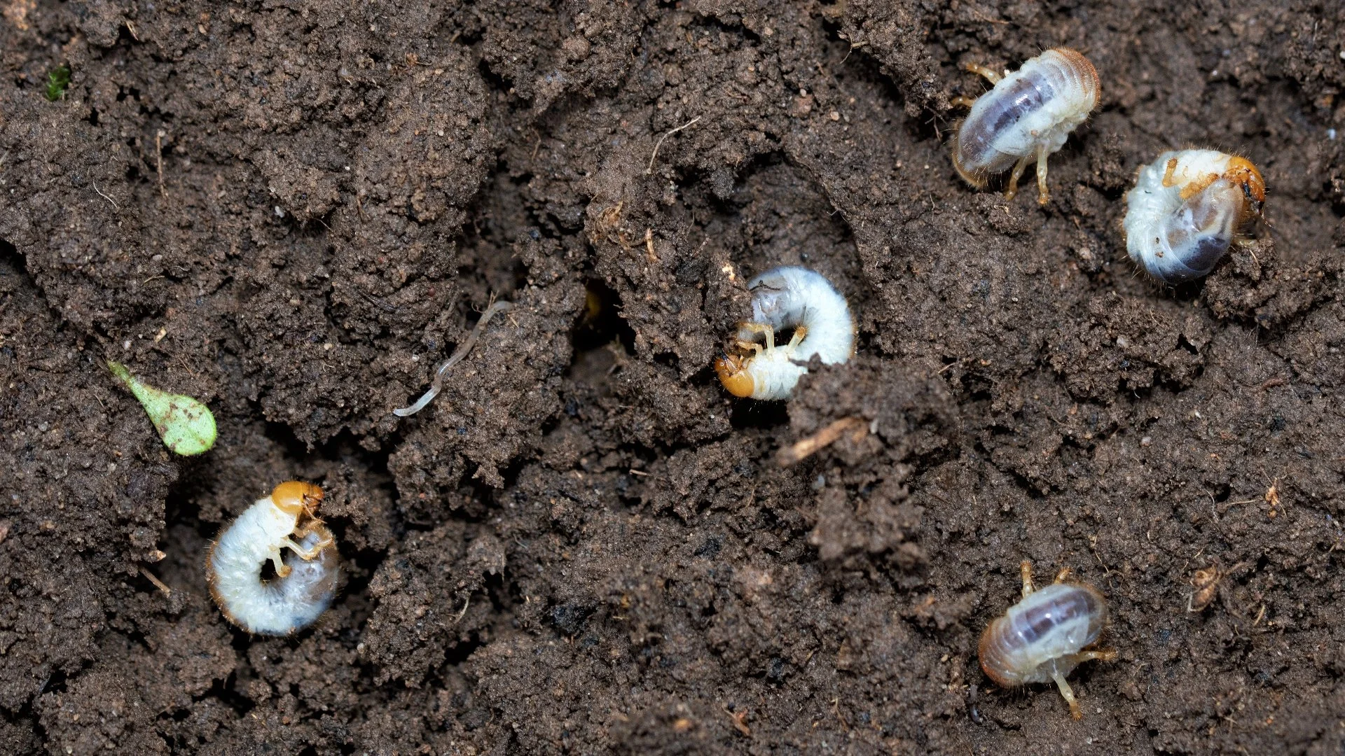 Four white grubs on soil.