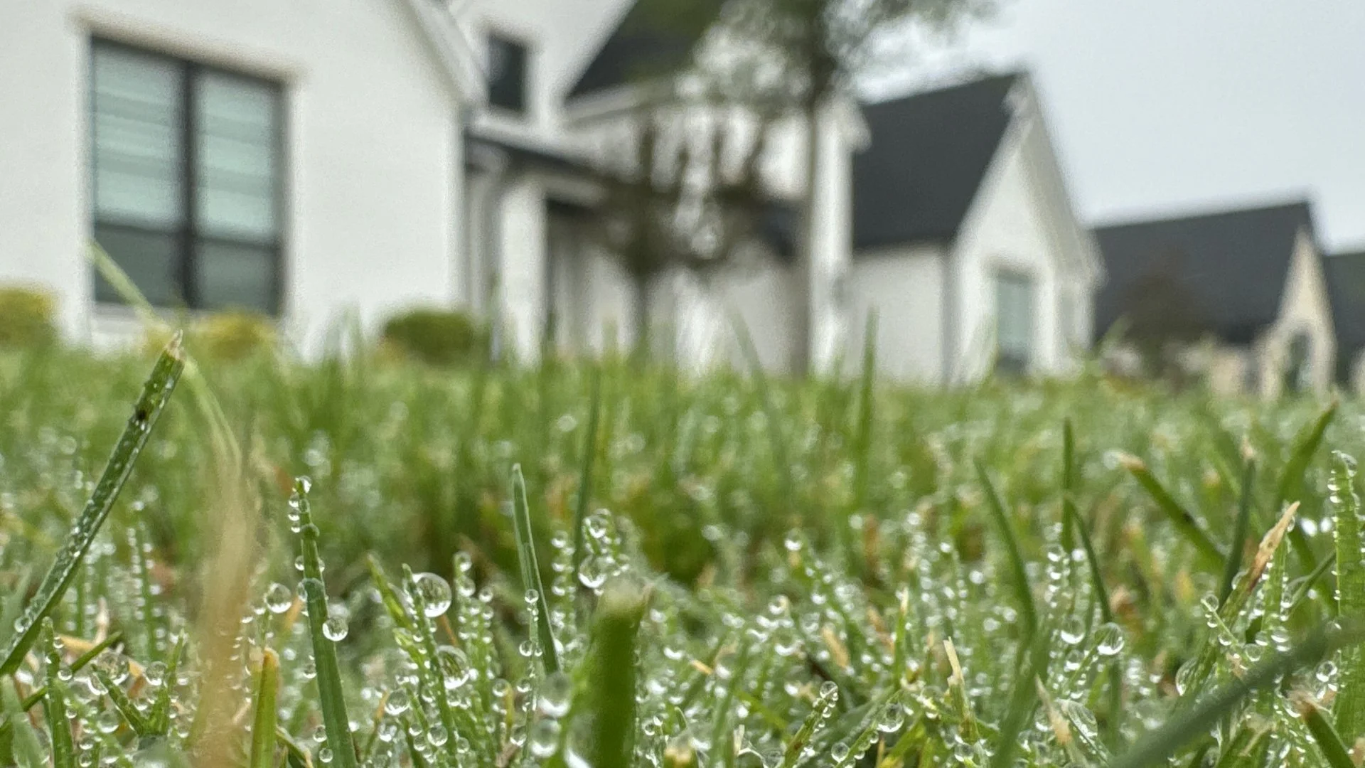 Close-up of healthy green grass in front of a house in Waxo, TX.