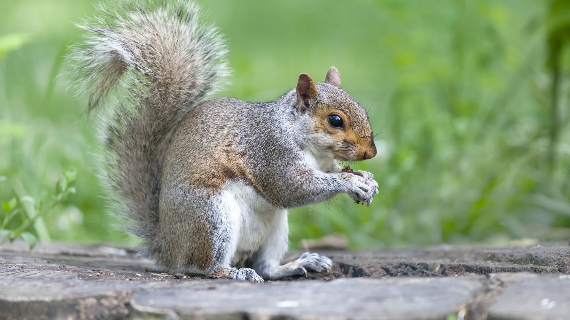 Squirrel sitting on a wood log in Fort Worth, TX.