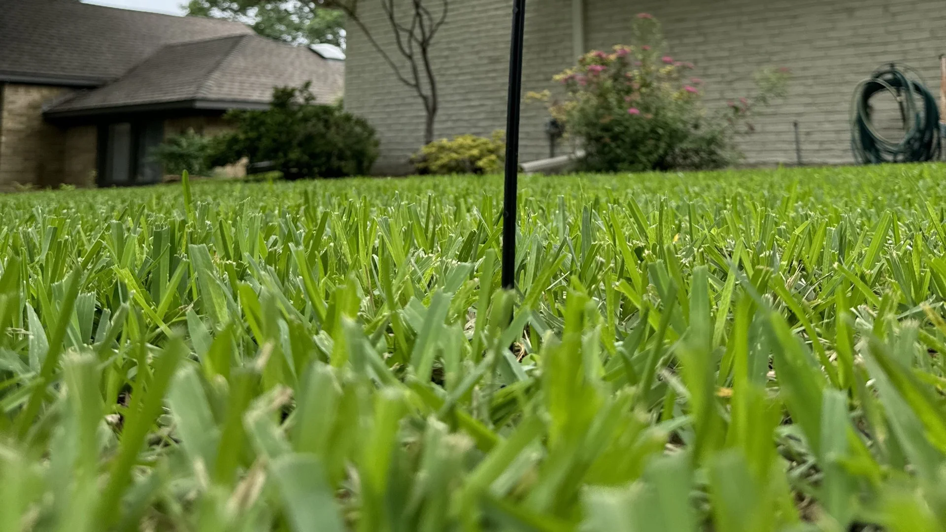 Beautiful lawn in front of a pretty house in Duncanville, TX.