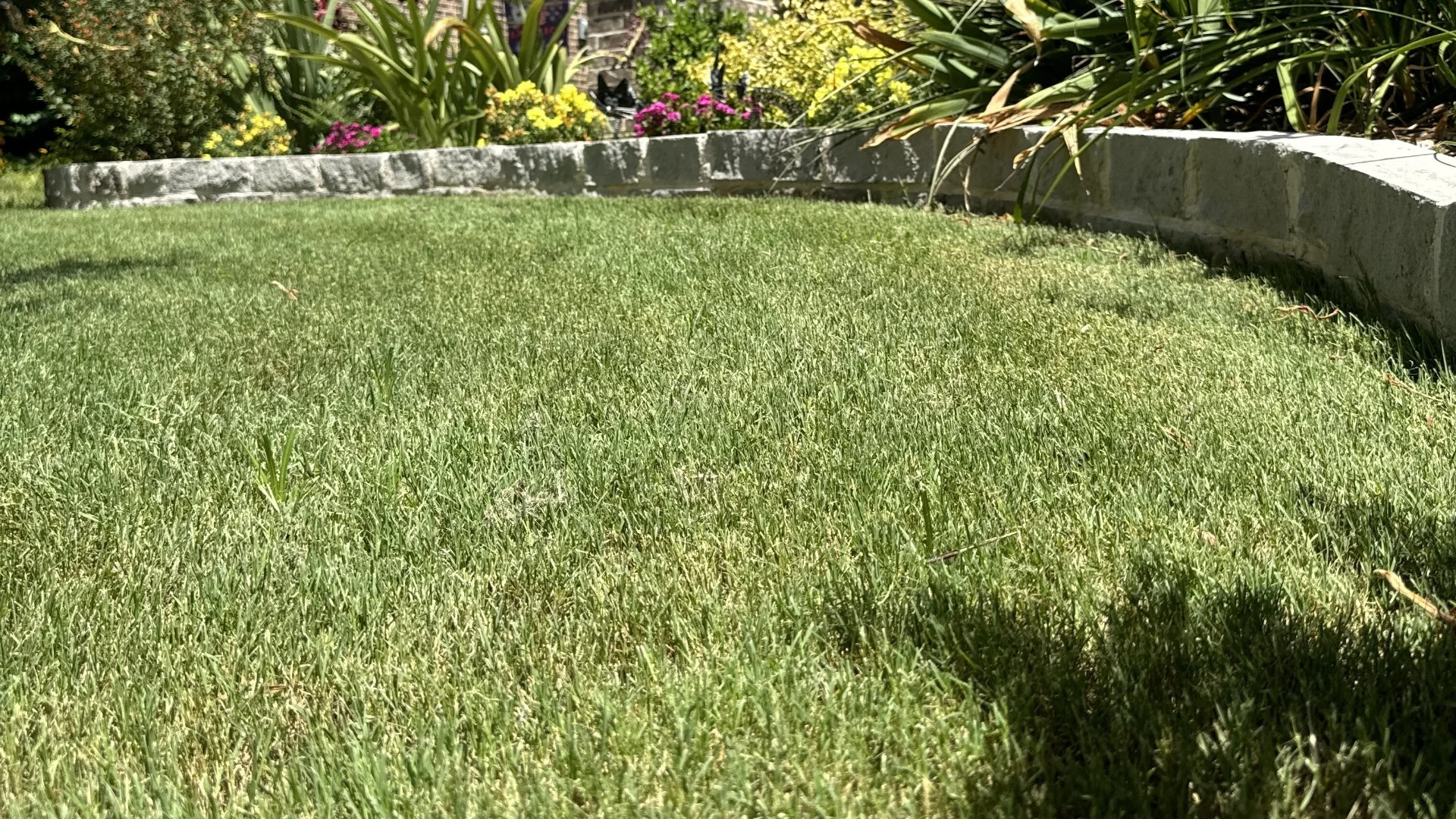 Green grass in sunlight with beautiful landscaping in Dallas, TX.