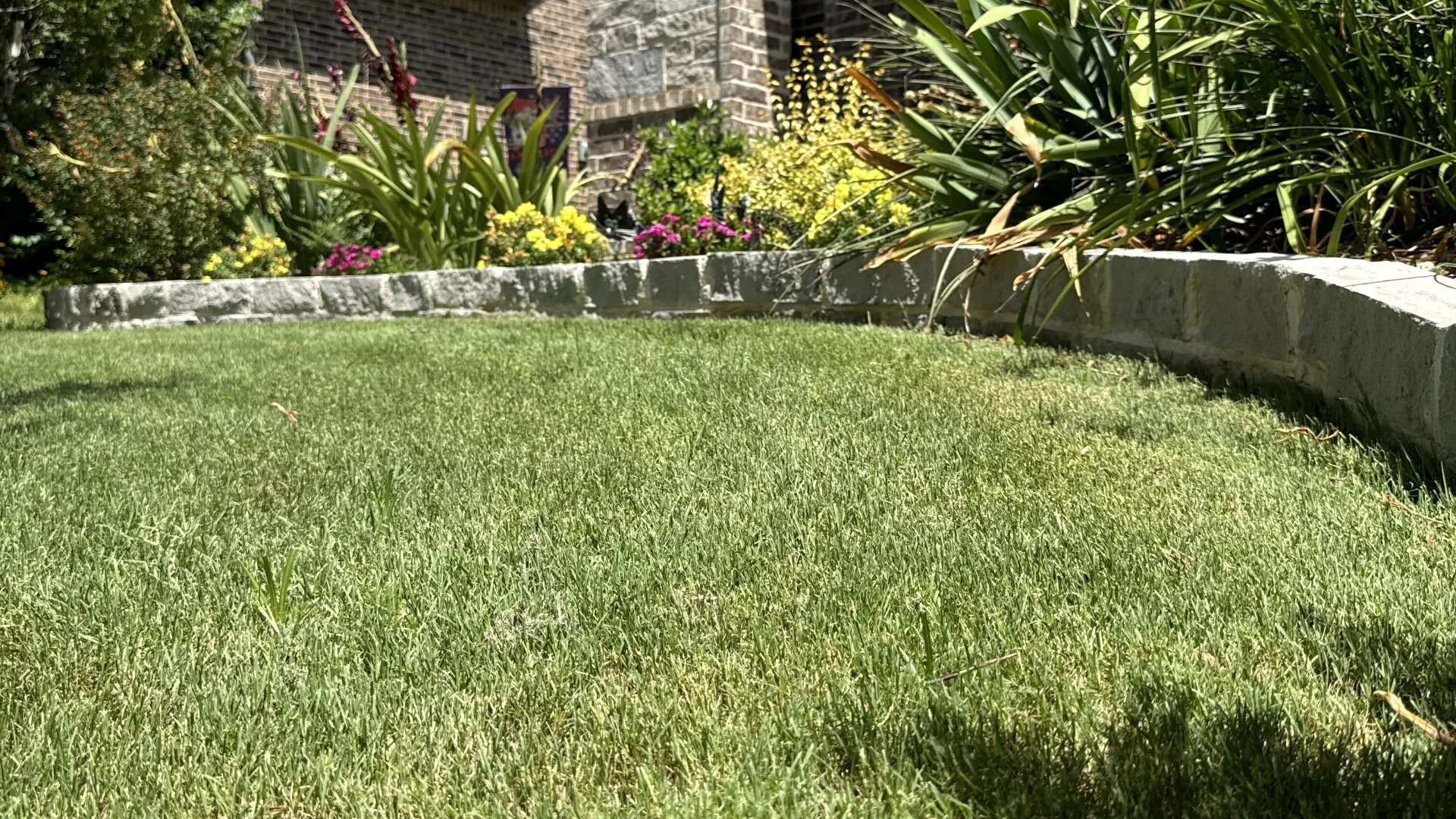 Green grass with landscape bed of plants and edging in Robinson, TX.