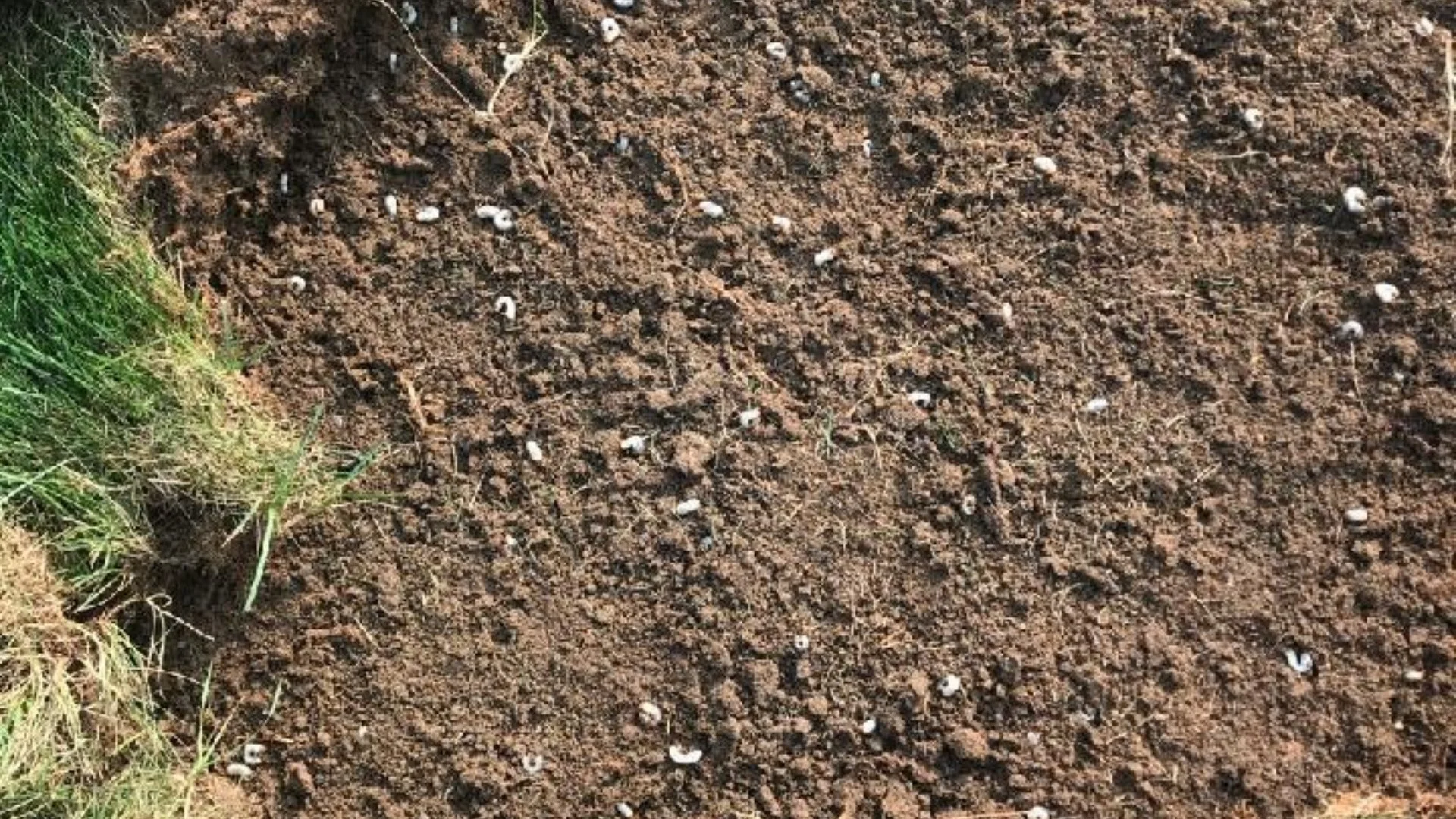 Prepared soil with lawn treatment visible in Dallas, TX.