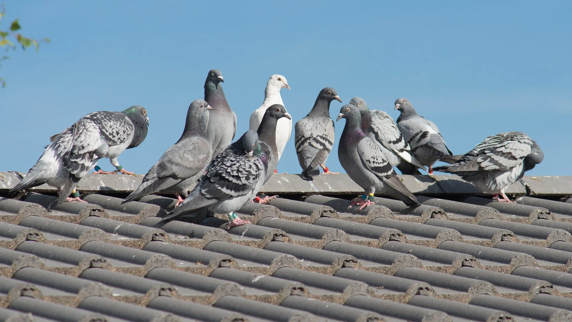 Pigeons on a roof of a home in Dallas, TX with a healthy green lawn from fertilization services.