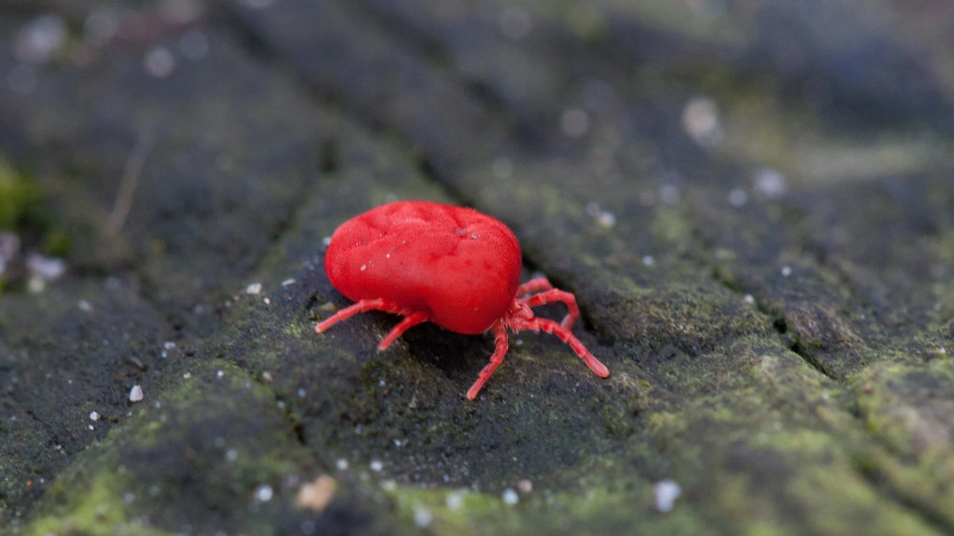 Picture of a red chigger on a black surface in Arlington, TX property.