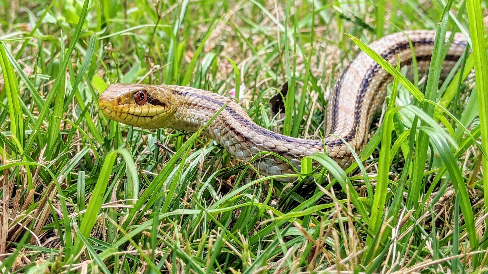 Red eye snake in grass.