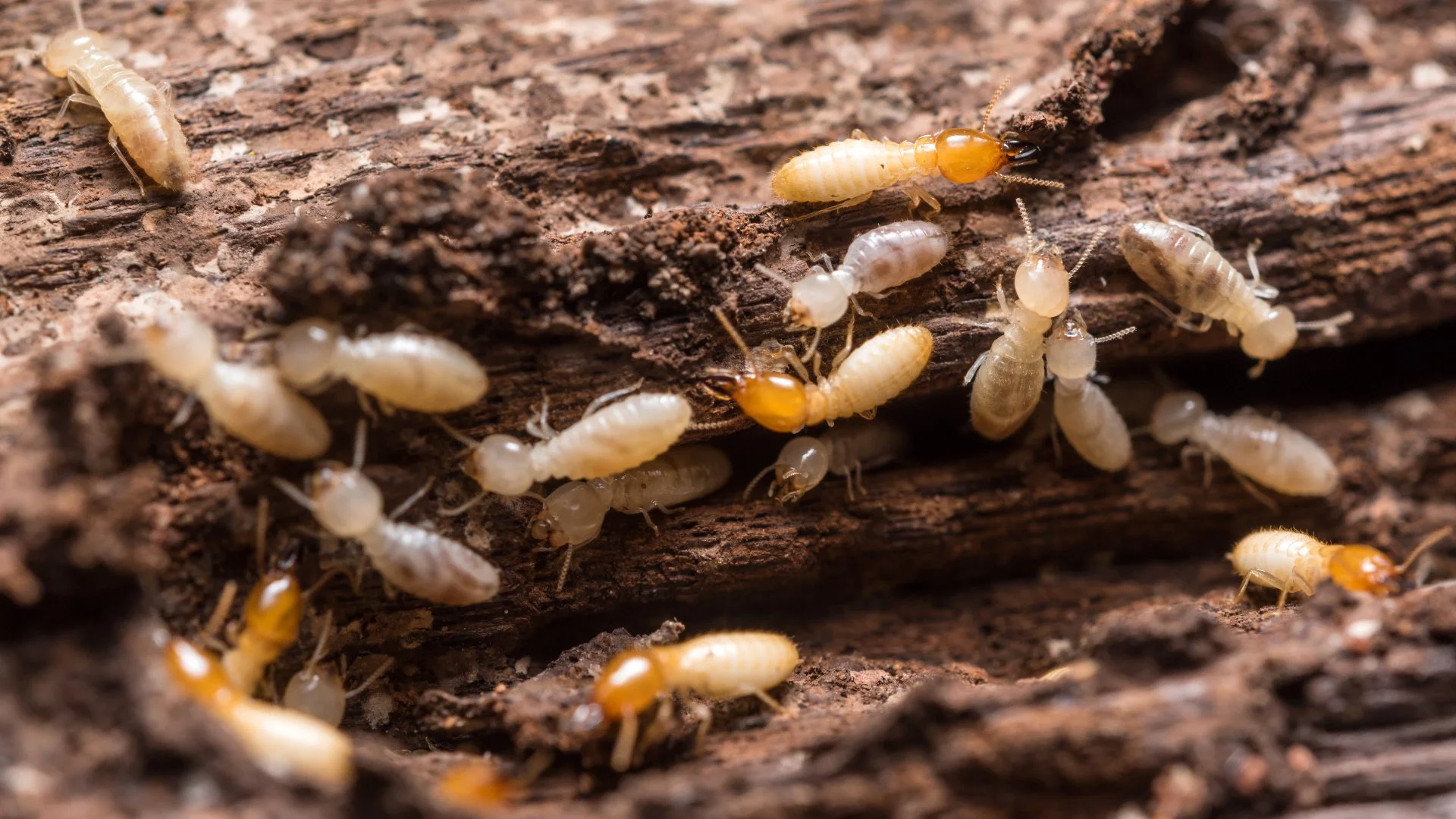 Termites eating wood at a home in Fort Worth, TX.