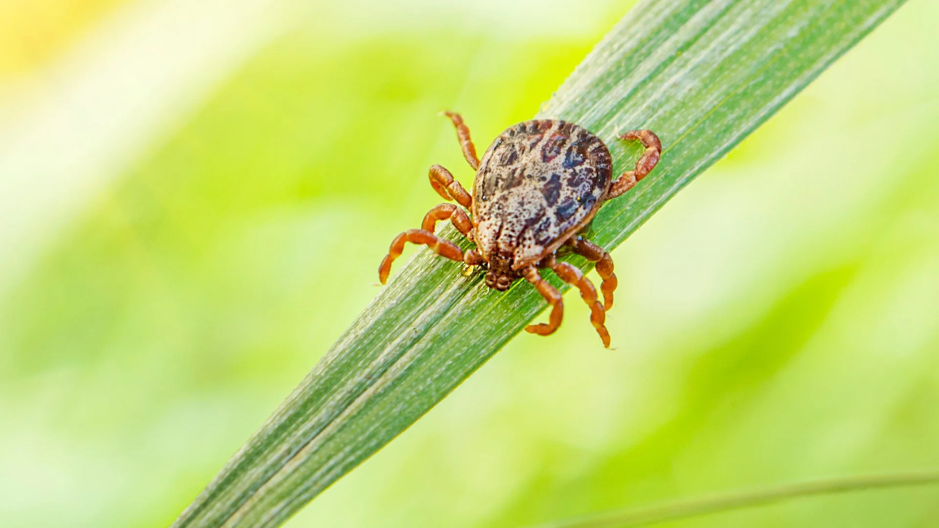 Tick on a blade of grass at a home in Fort Worth, TX.