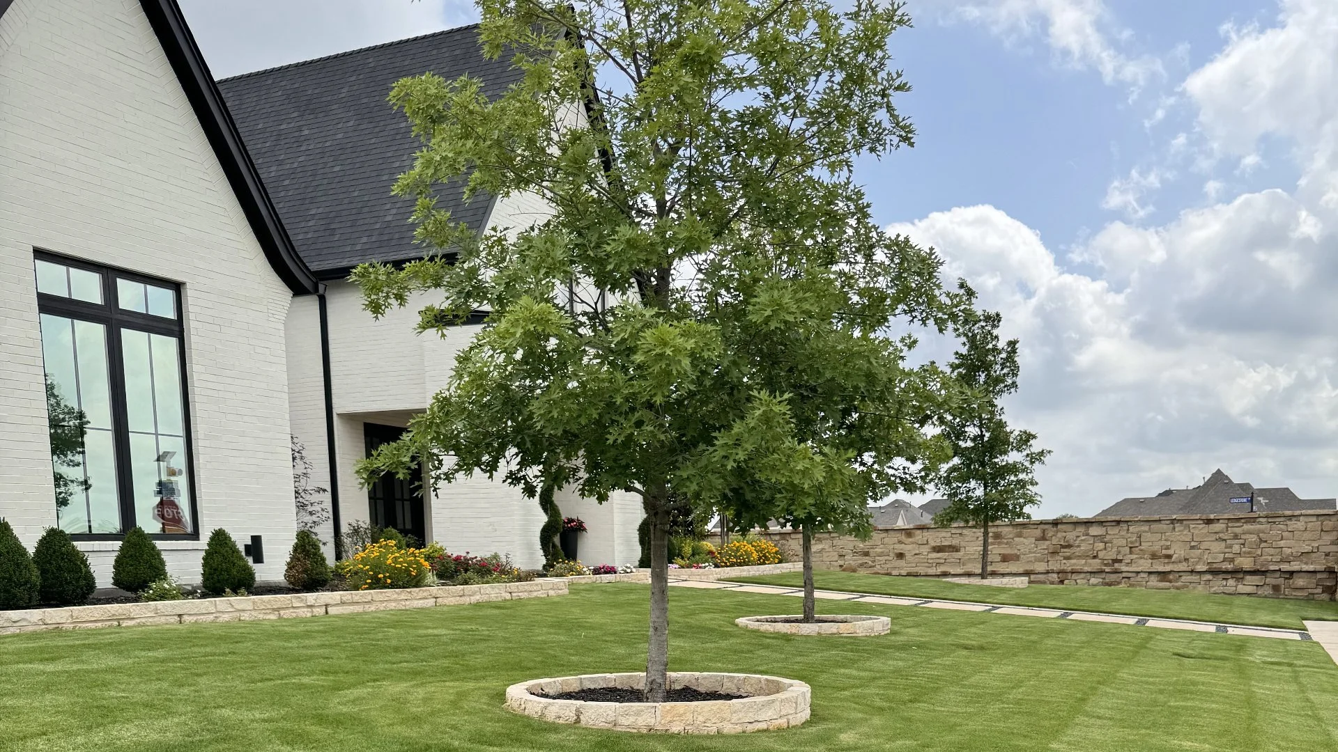 Tree on a lawn in front of a house.