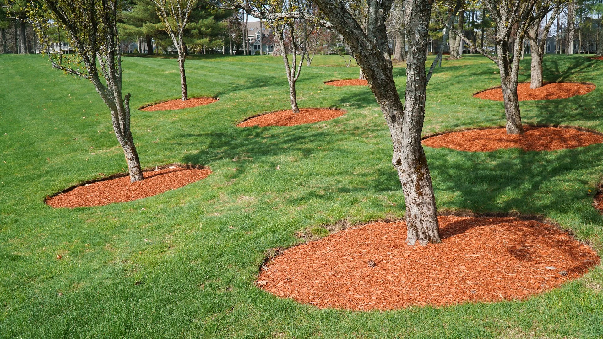 Trees with mulch in a large field in Arlington, TX property.