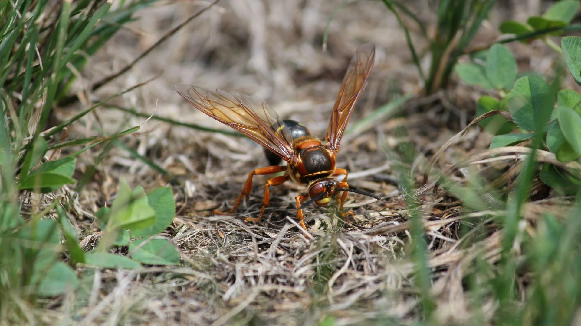 Wasp on the ground.