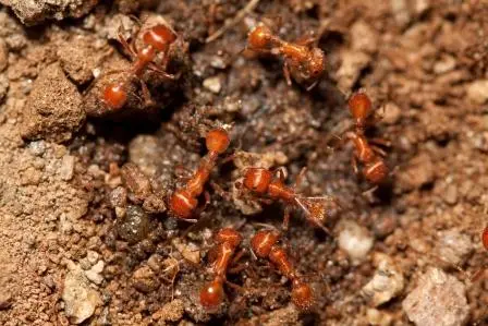 Fire Ant Control Johnson County Tx