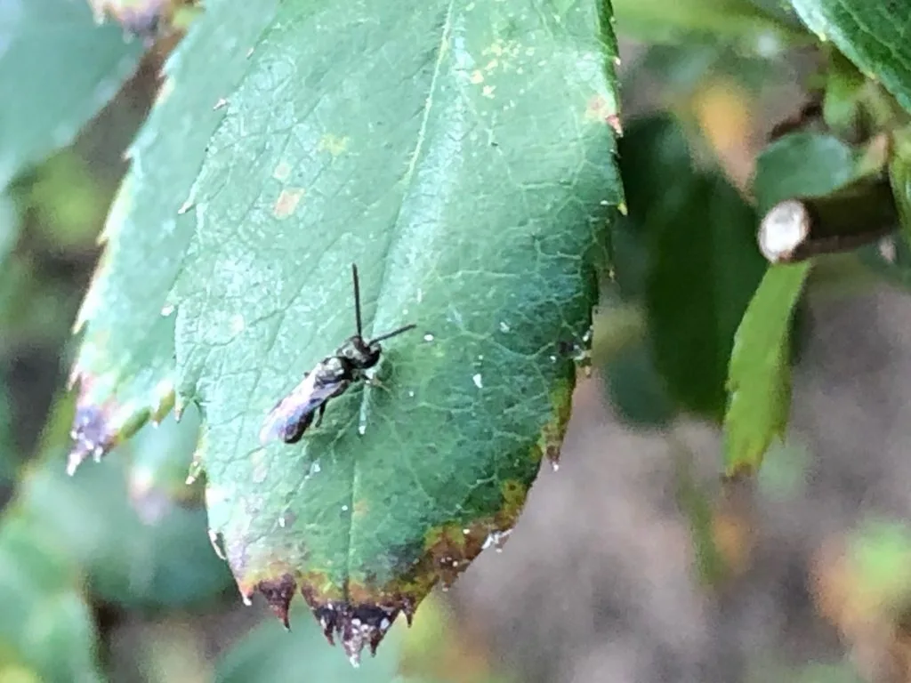 Wasp Control in Lancaster, TX