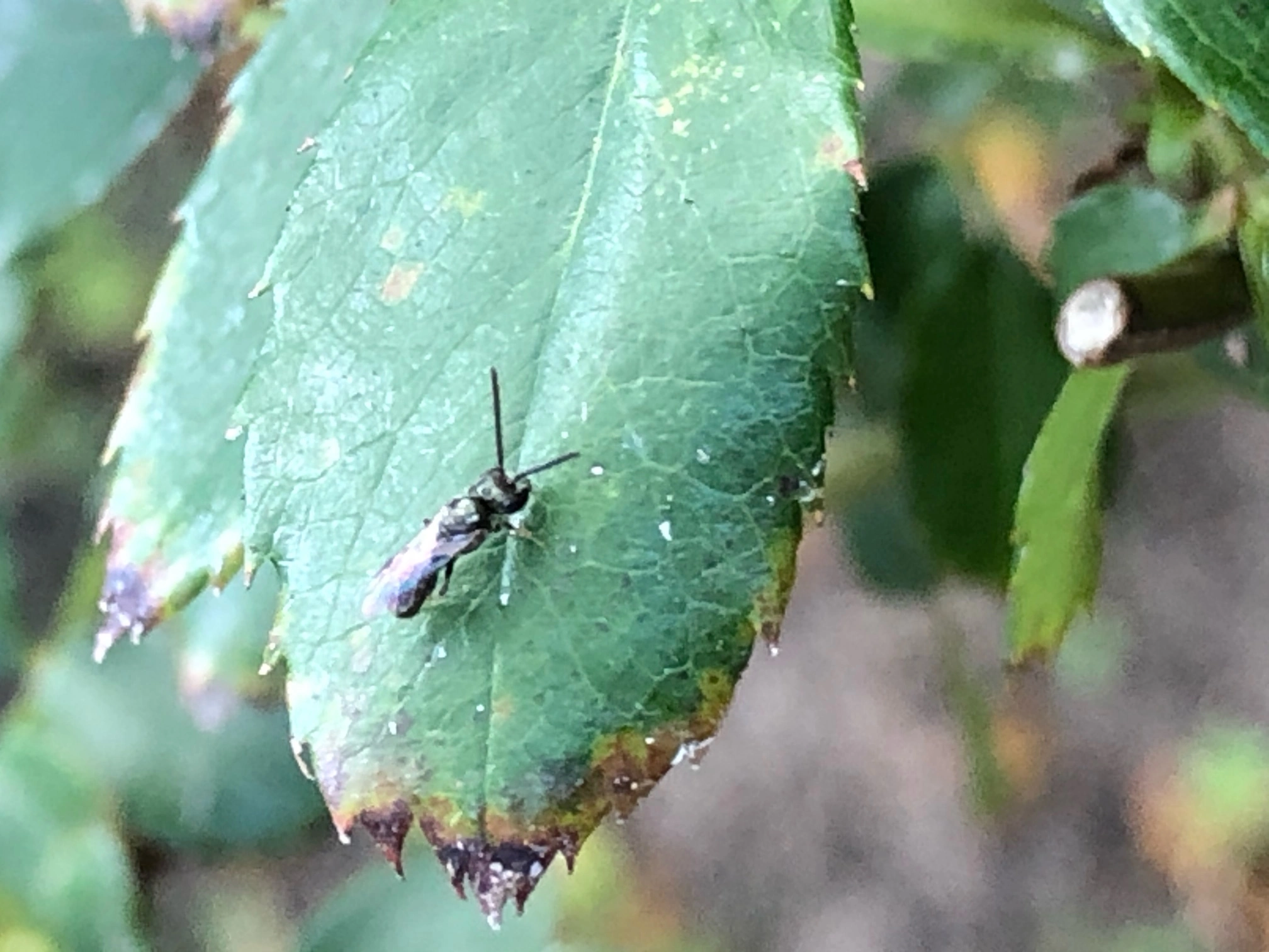 Parasitoid Wasp – What is That?