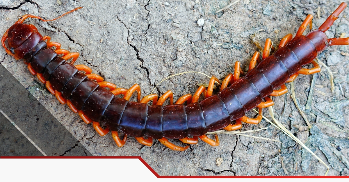 Centipede and Millipede Control in Lantana Tx