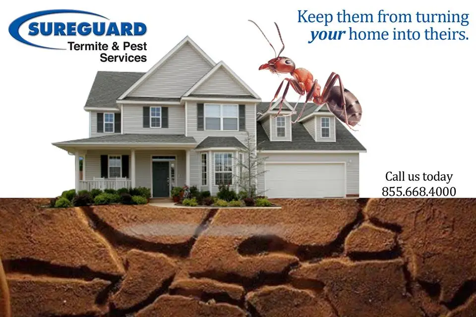 I Don’t Want Ants In My Home: How To Prevent Ant Infestations