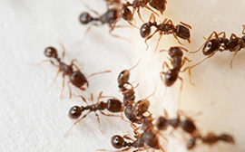 Ant Control in Duncanville, TX