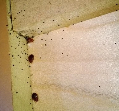 Bed Bug Control in Alvarado Tx