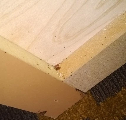 Bed Bug Control in Balch Springs Tx