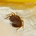 Bed Bug Exterminators & Pest Control