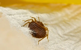 Bed Bug Control in Flower Mound Tx