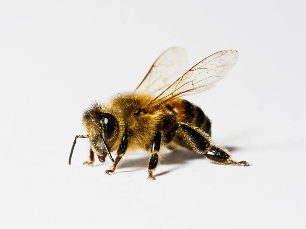 Bee Control in Prosper, TX