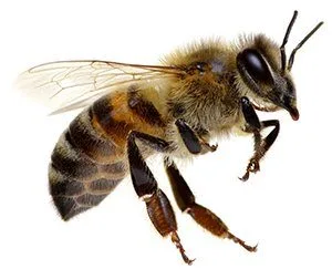 Bee Removal in Addison Tx