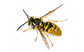 Wasp Control in Balch Springs Tx