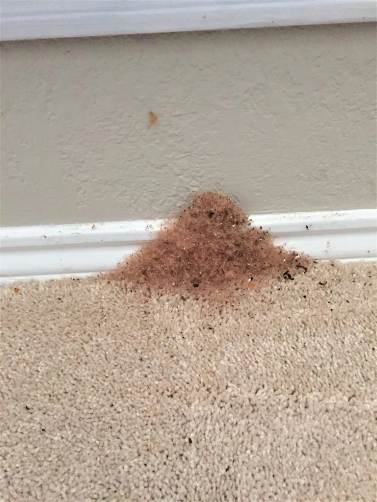 Carpenter Ant Control in Richardson, TX