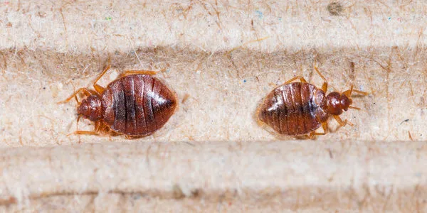 Bed Bug Control in Prestonwood Tx